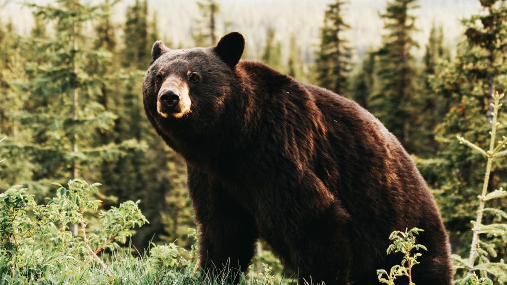 Un jeune randonneur attaqué par un ours