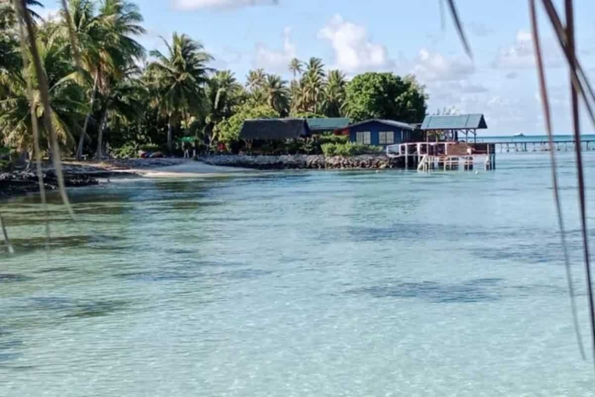 Un alignement de squales qui d&eacute;fie les lois naturelles