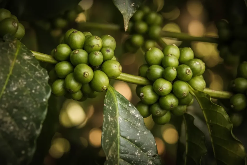 Ni arabica ni robusta : ce café oublié pourrait sauver nos petits-déjeuners face au climat